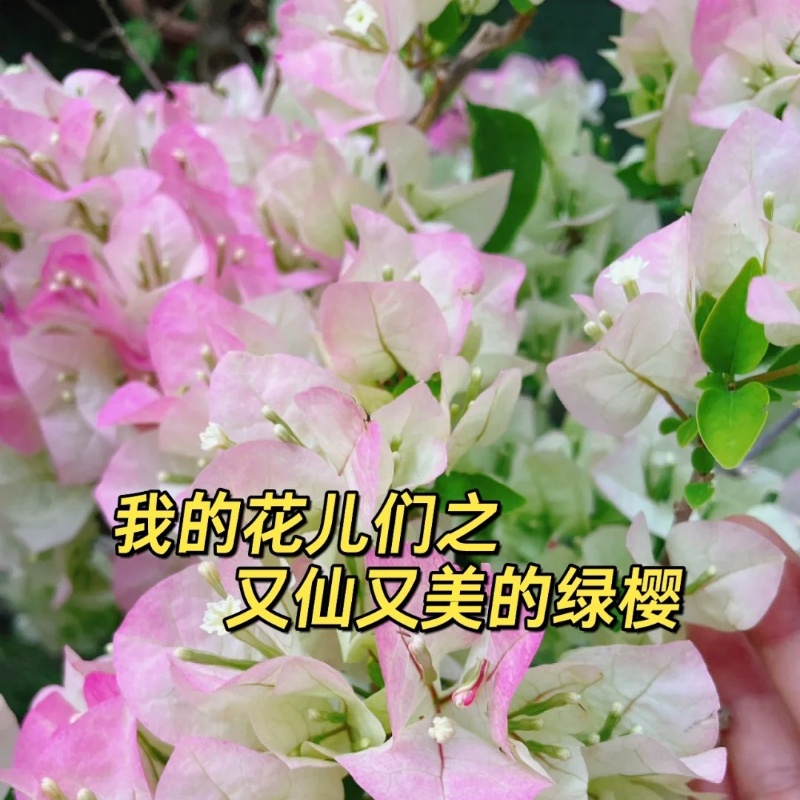 三角梅【绿樱】仙气飘飘抹茶绿渐变粉色阳台庭院露台勤花品种