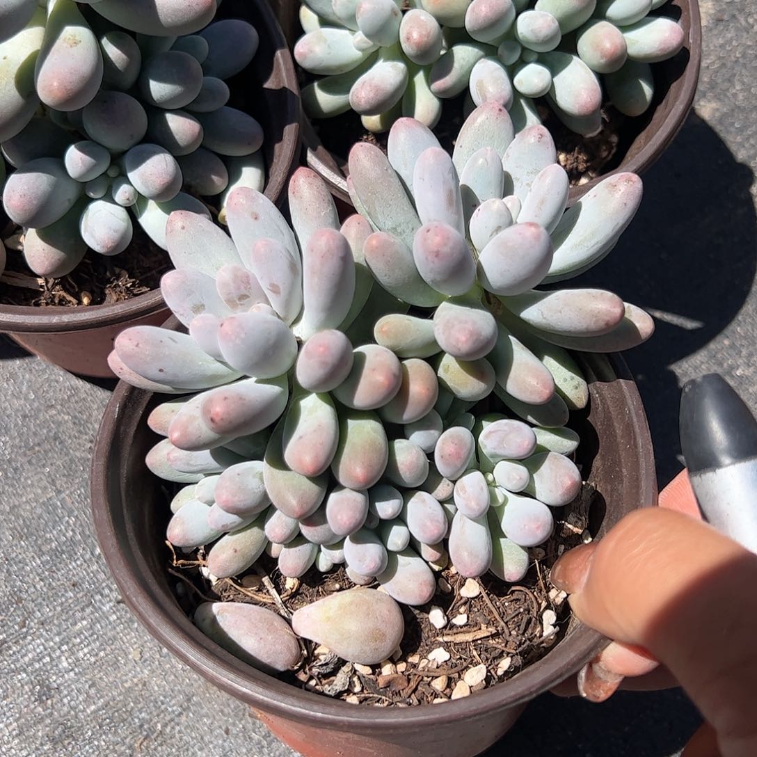 汤圆多肉植物精品