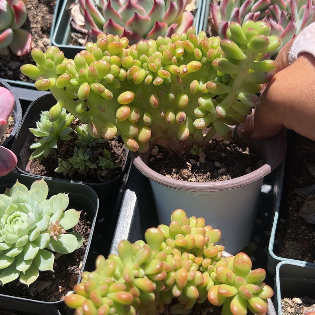 丸叶松绿缀化多肉植物