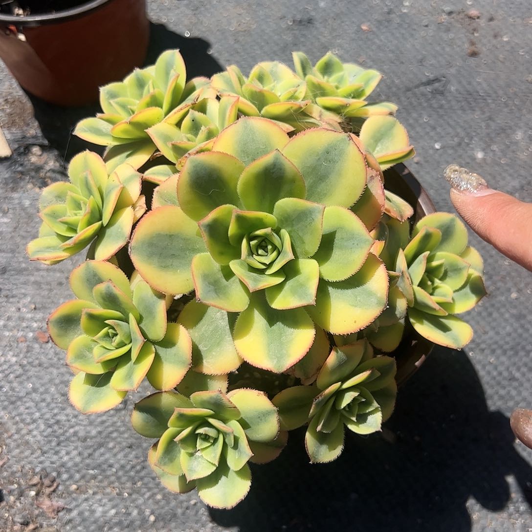 星爆多肉植物精品