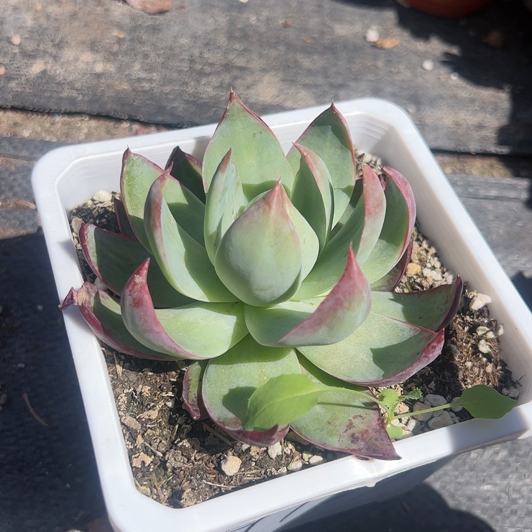 中号惊鸿仙子多肉植物