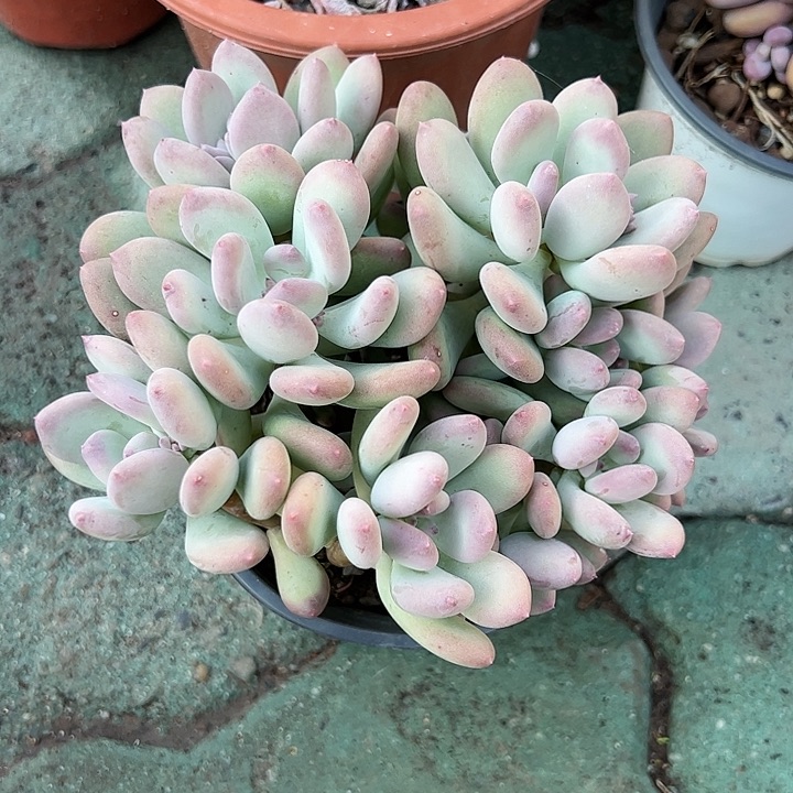 稻田姬多肉植物精品