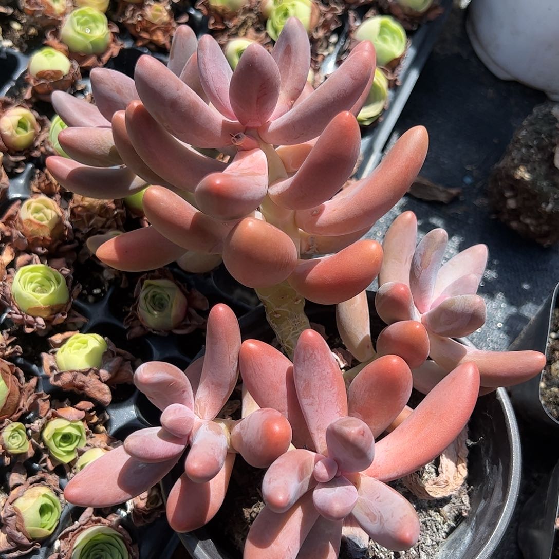 红手指多肉植物精品