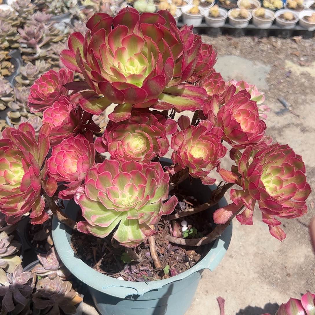 铜壶白锦七号多肉植物