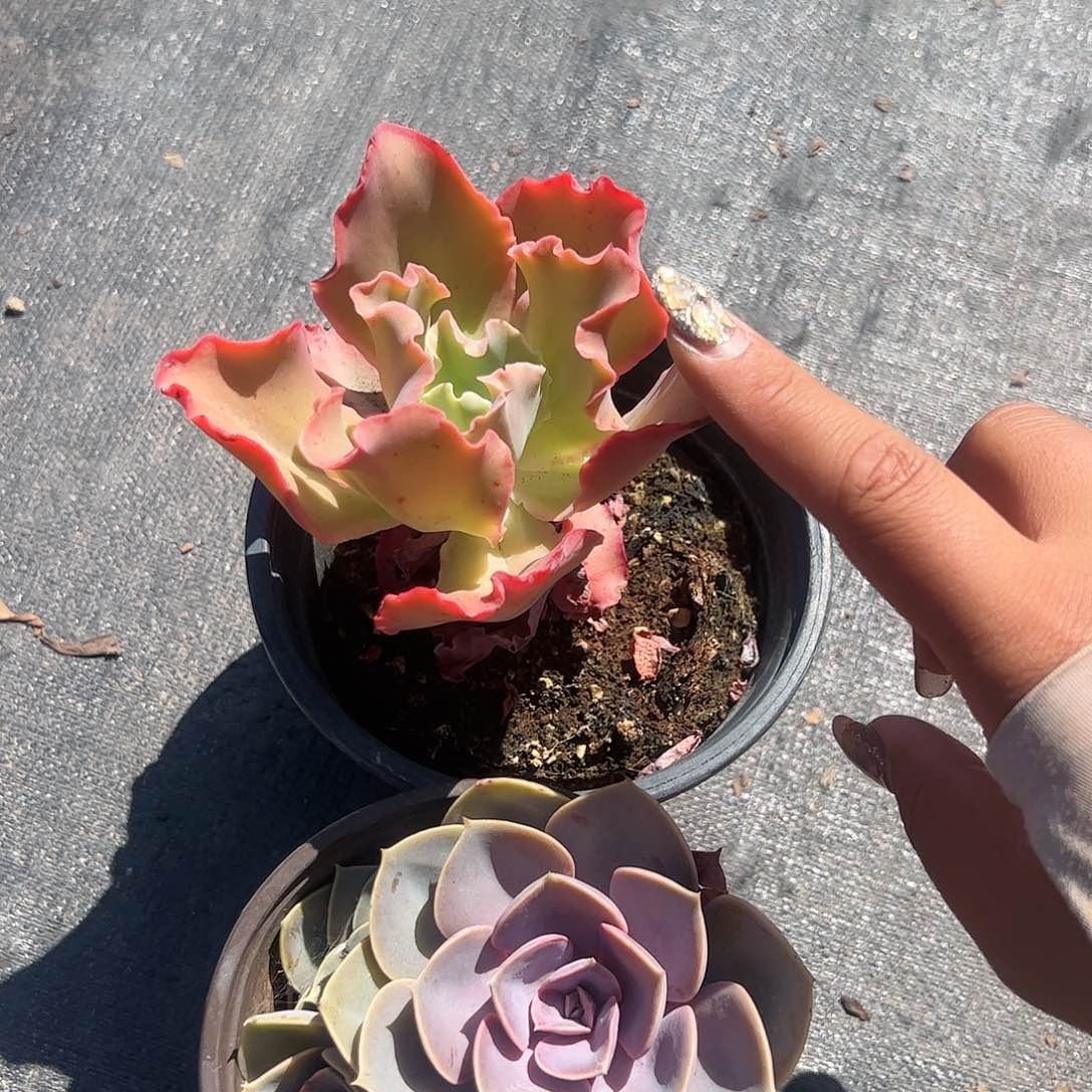 高沙之翁紫珍珠多肉植物