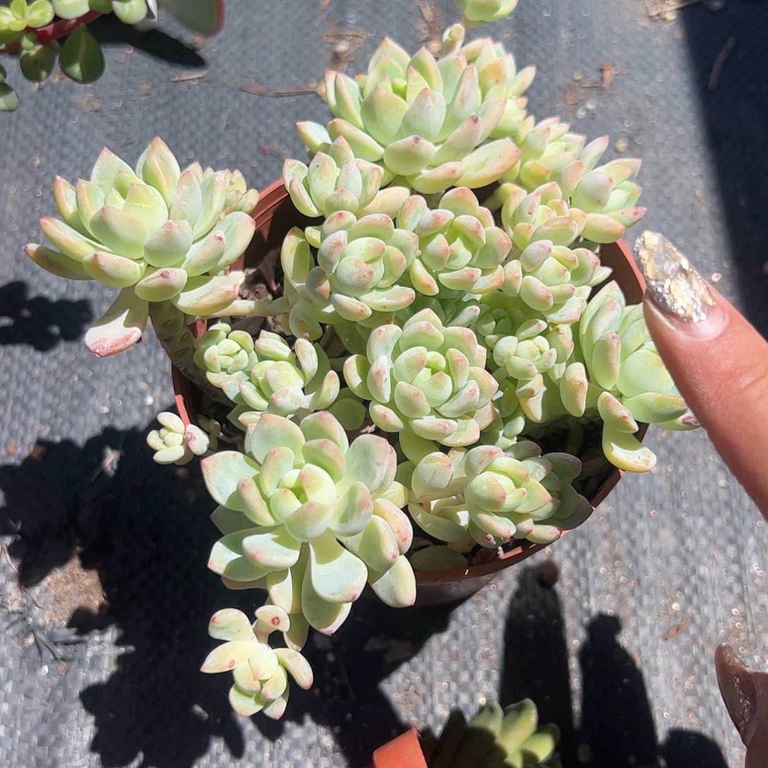 望舒多肉植物精品