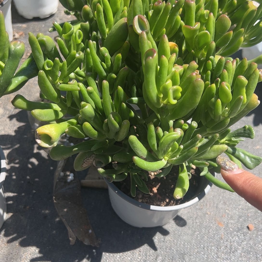 吸财树多肉植物精品