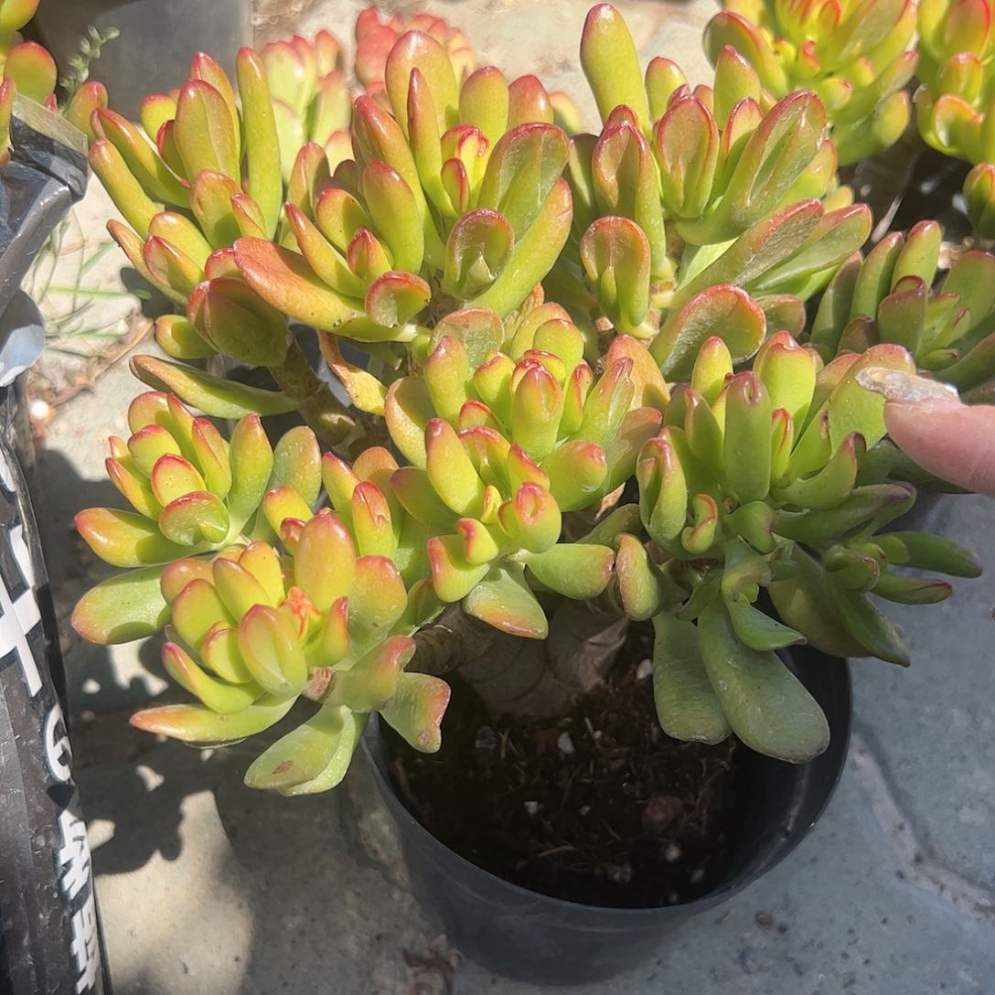招财猫多肉植物精品