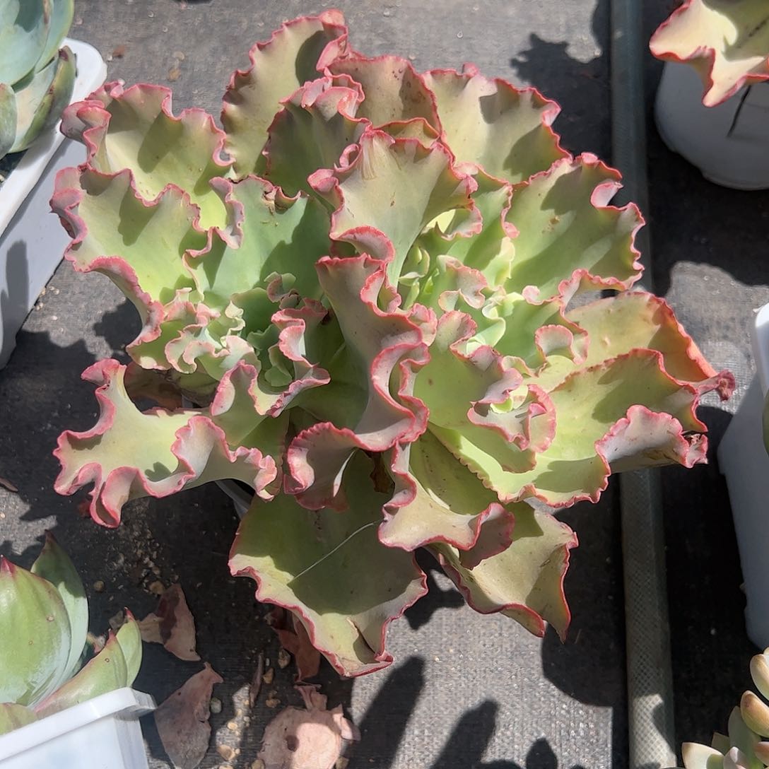 高沙之翁双头多肉植物