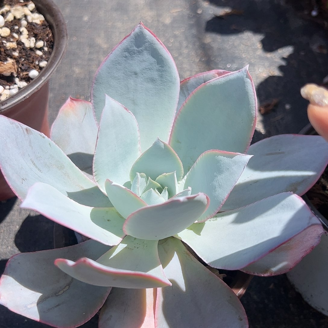 广寒宫多肉植物精品