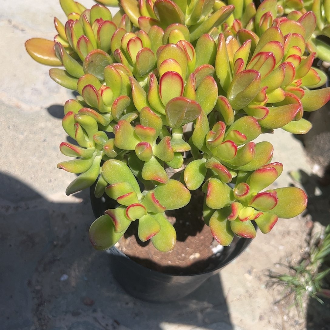 招财猫多肉植物精品