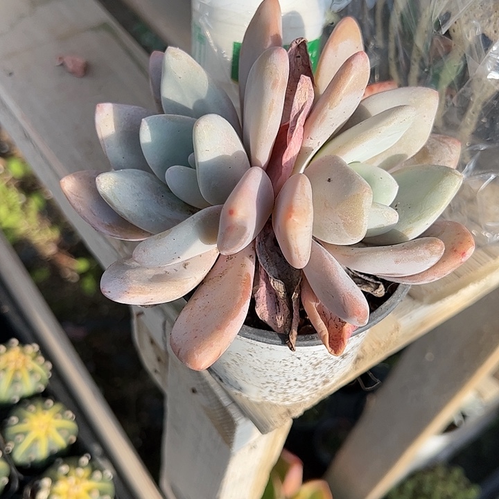 雪兔多肉植物精品