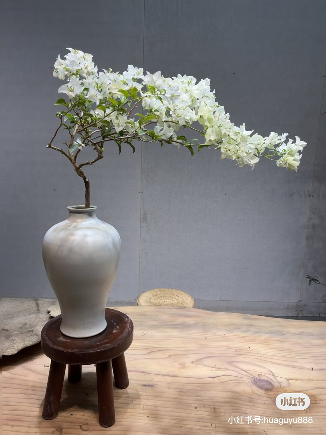 白雪公主·三角梅美观趣味走廊露台花卉阳台庭院