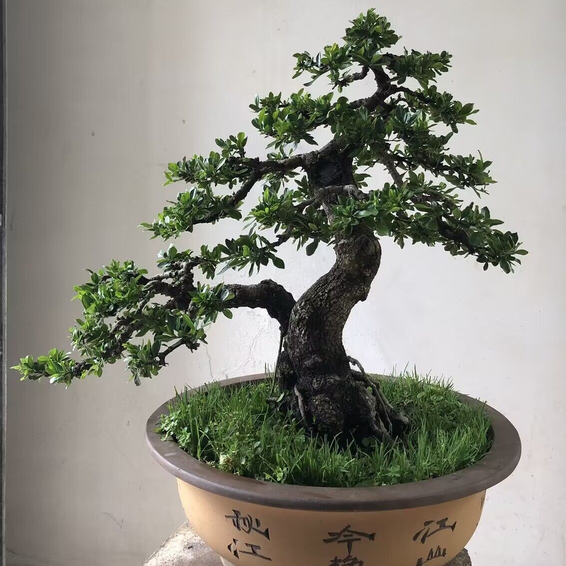 铁马鞭盆景素材/直播间一物一拍