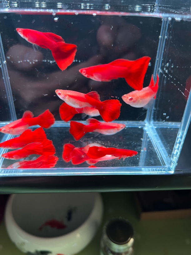 美系血红（收到货开箱需要录视频，无视频不售后）