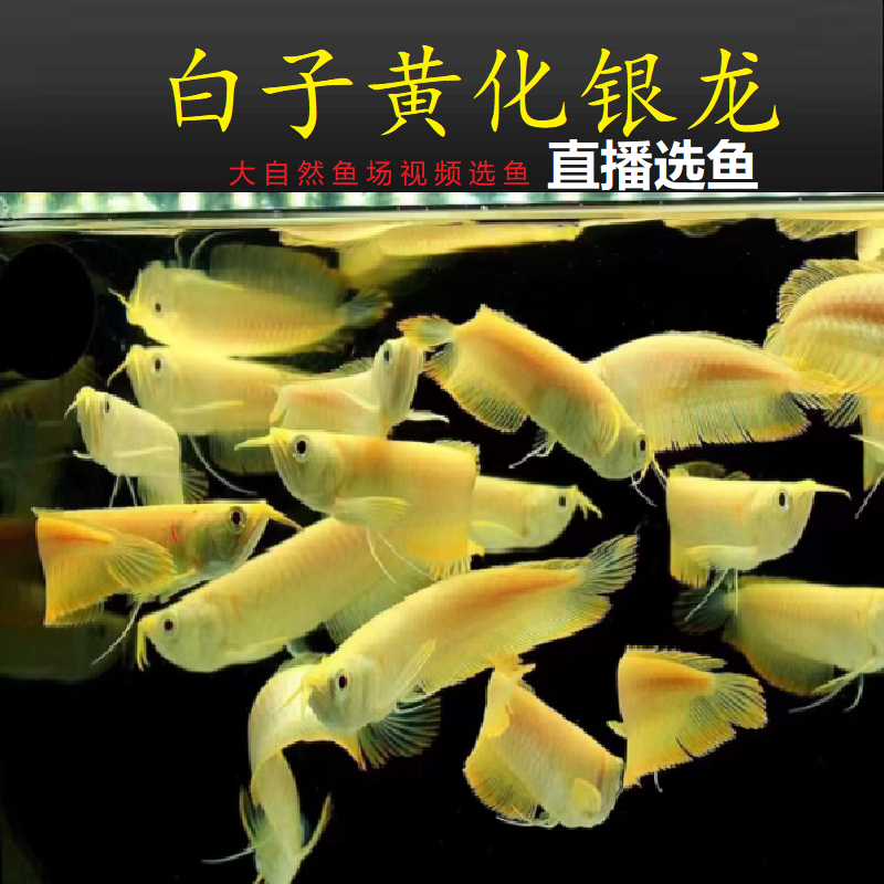 黄化红眼白子银龙鱼观赏鱼金龙鱼红龙鱼招财鱼风水鱼鱼苗活体包邮