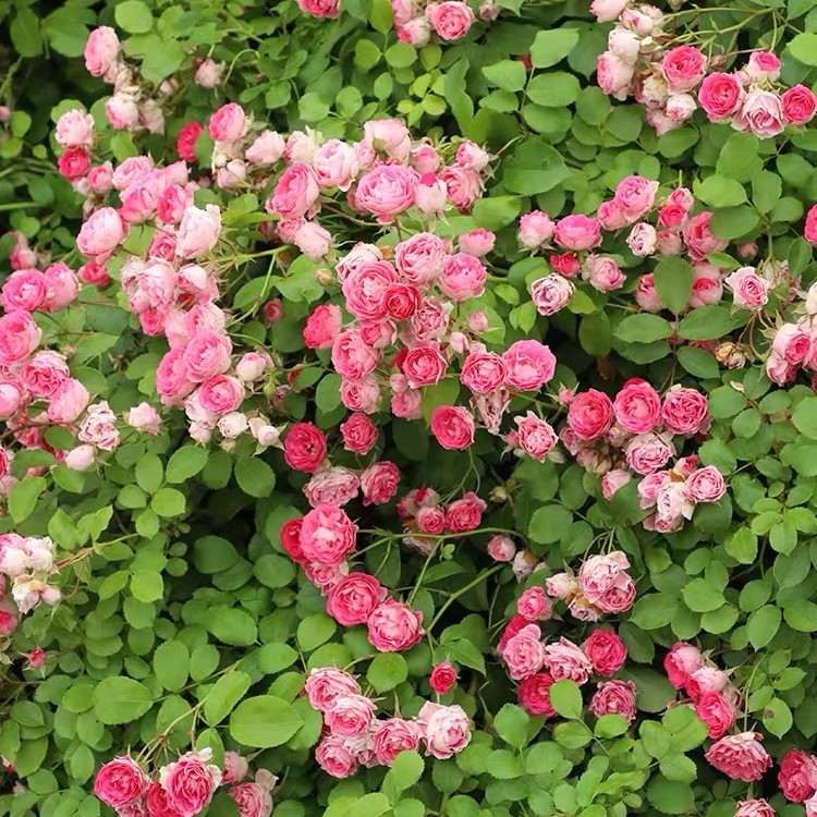 胭脂扣 爬藤月季多头爆花款