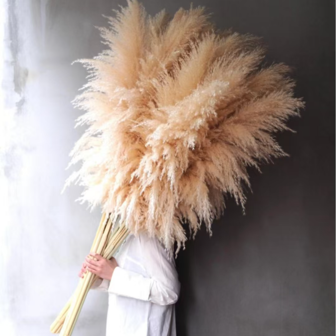 芦苇 超大花形 高度超1.5米（需要留更长需联系客服补邮费）