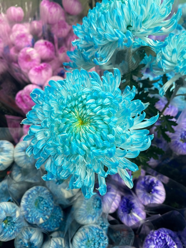 牡丹菊/人间富贵花【全国可发货】花期长好养