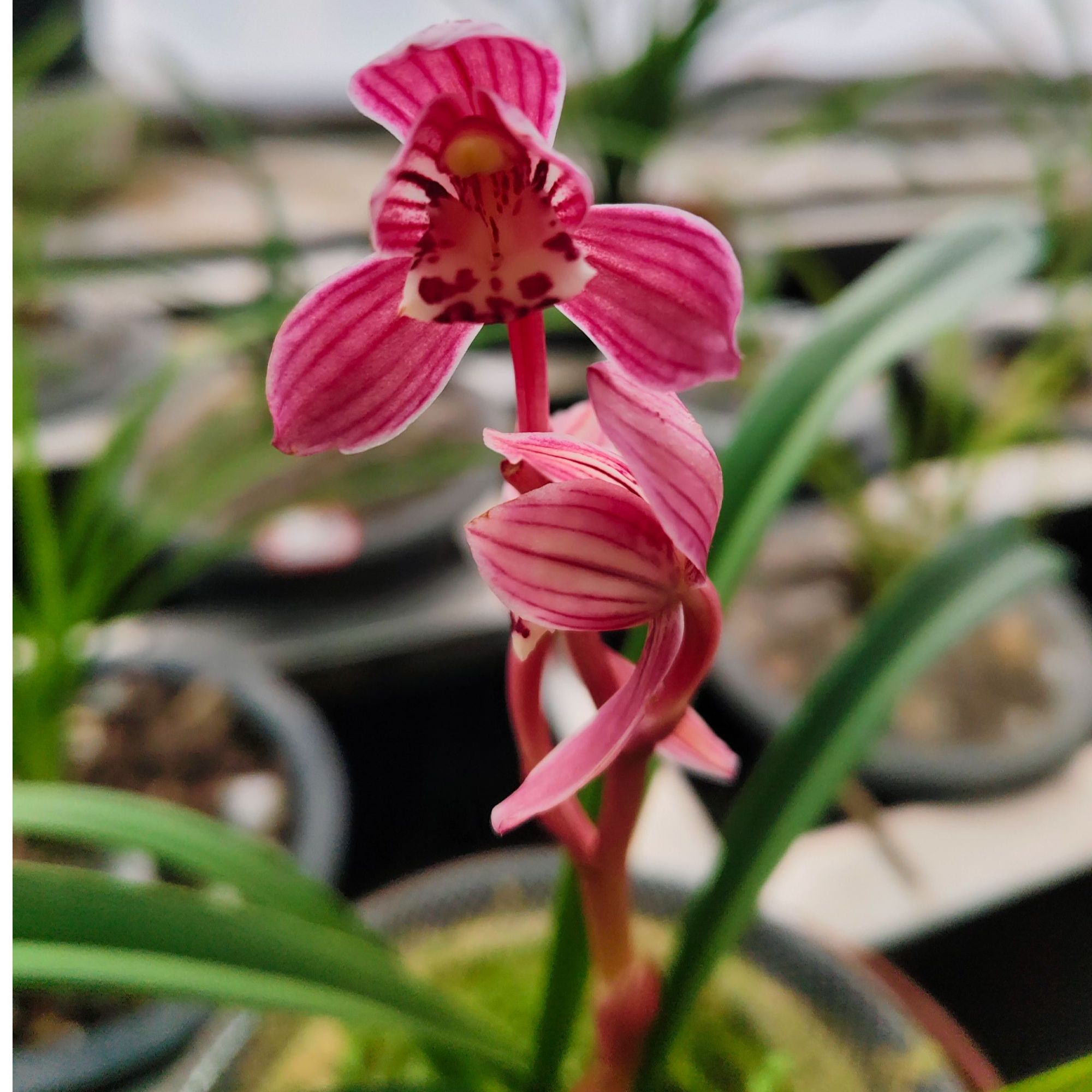 四季兰 叶艺 红花荷瓣 苗子清秀 根好 兰花