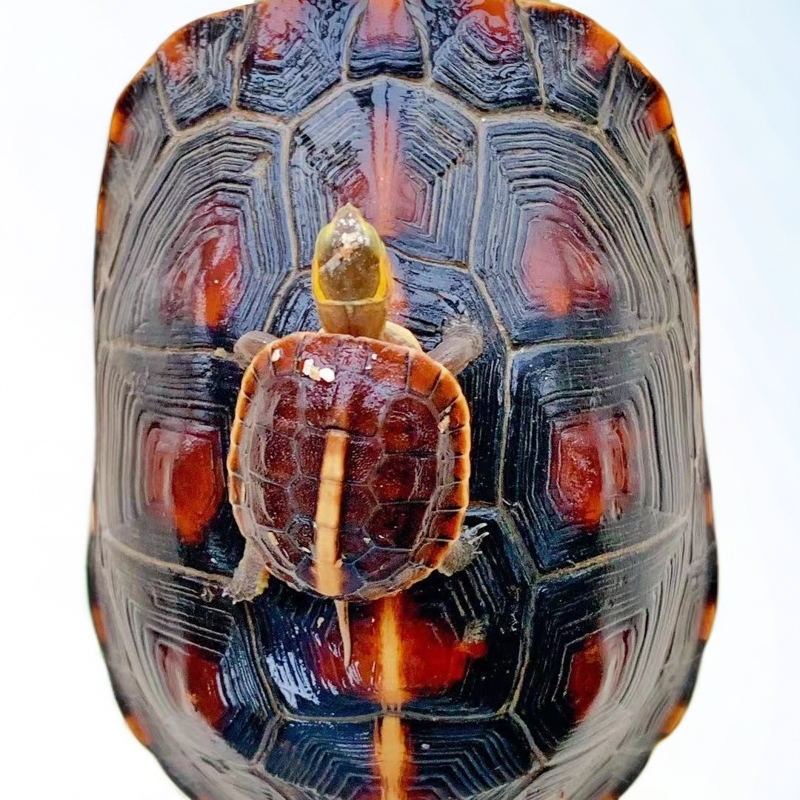 游龙龟舍黄缘闭壳龟安缘龟宠物龟乌龟