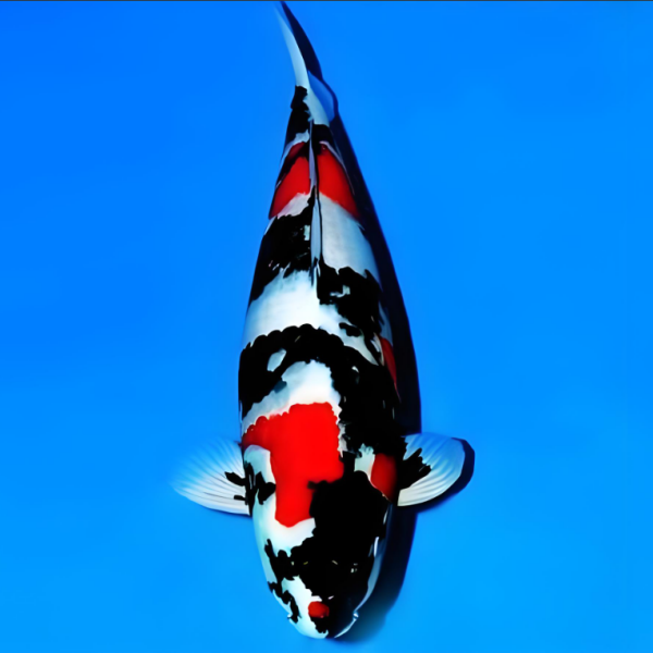 B精品锦鲤观赏鱼淡水鱼昭和大正红白绯写落叶白写黄金茶鲤芥子