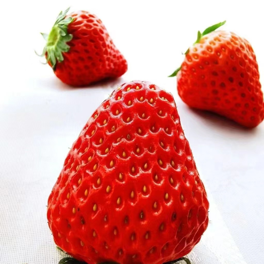 【蓝鲸小掌柜】昊翔农业丹东99红颜草莓一盒9-11粒250g/盒