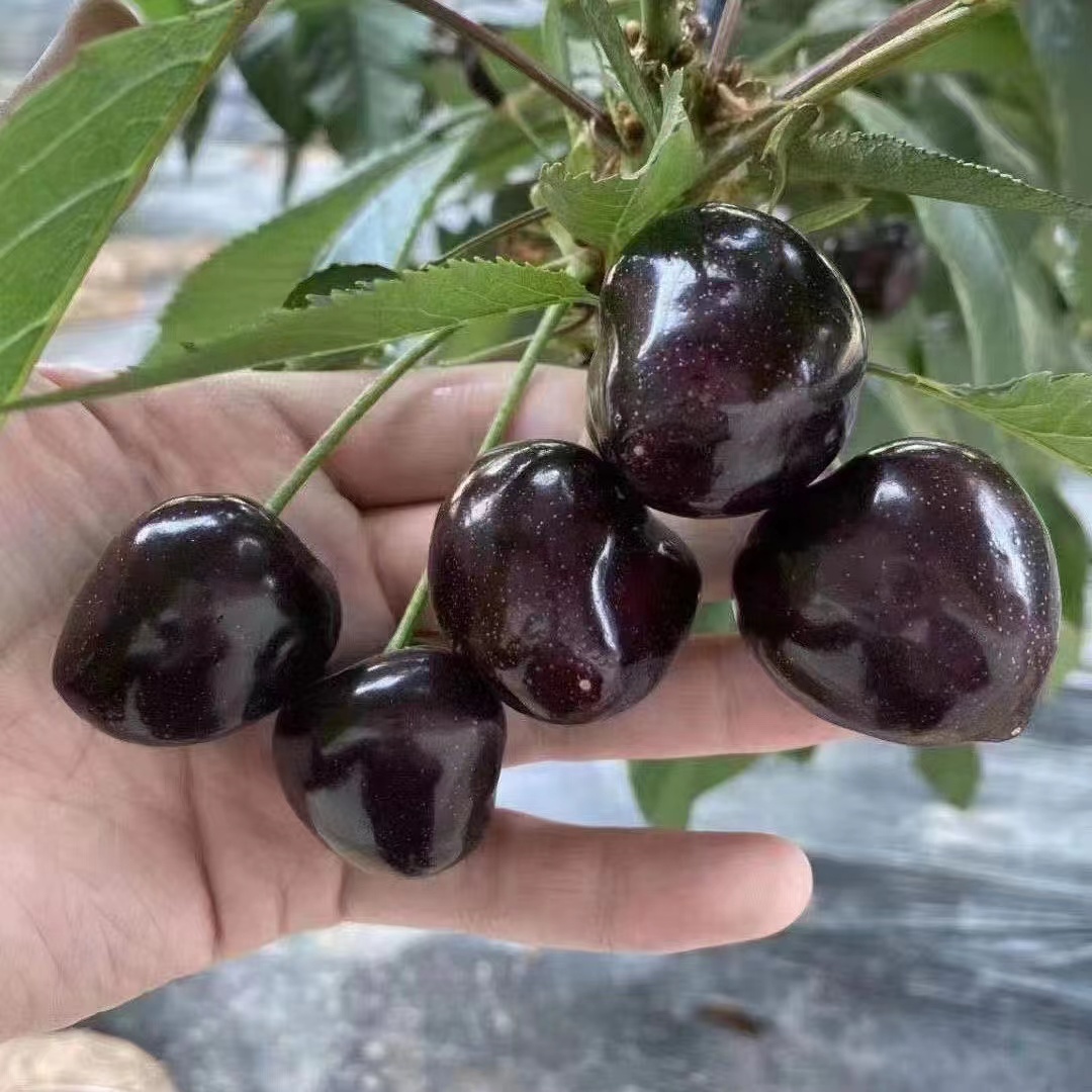 【蓝鲸小掌柜】艺树家空运俄8樱桃2-9J一箱1.8-2斤