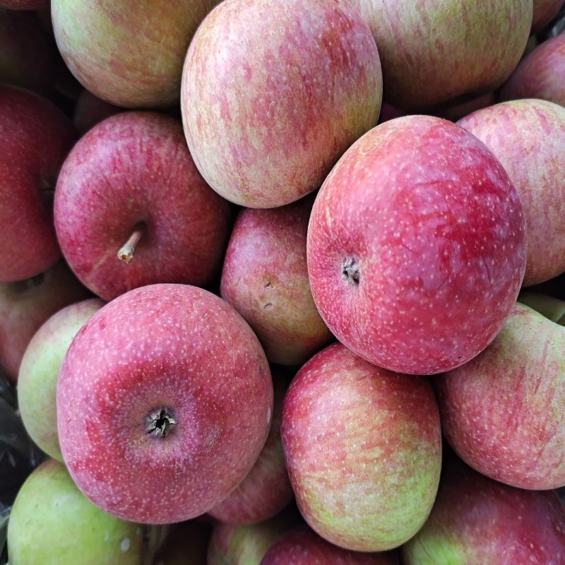 平谷老树国光苹果