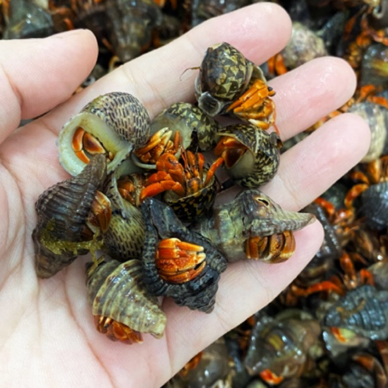 【福利组合】随机8送2（共10个包活8个）不包全品。替换壳）