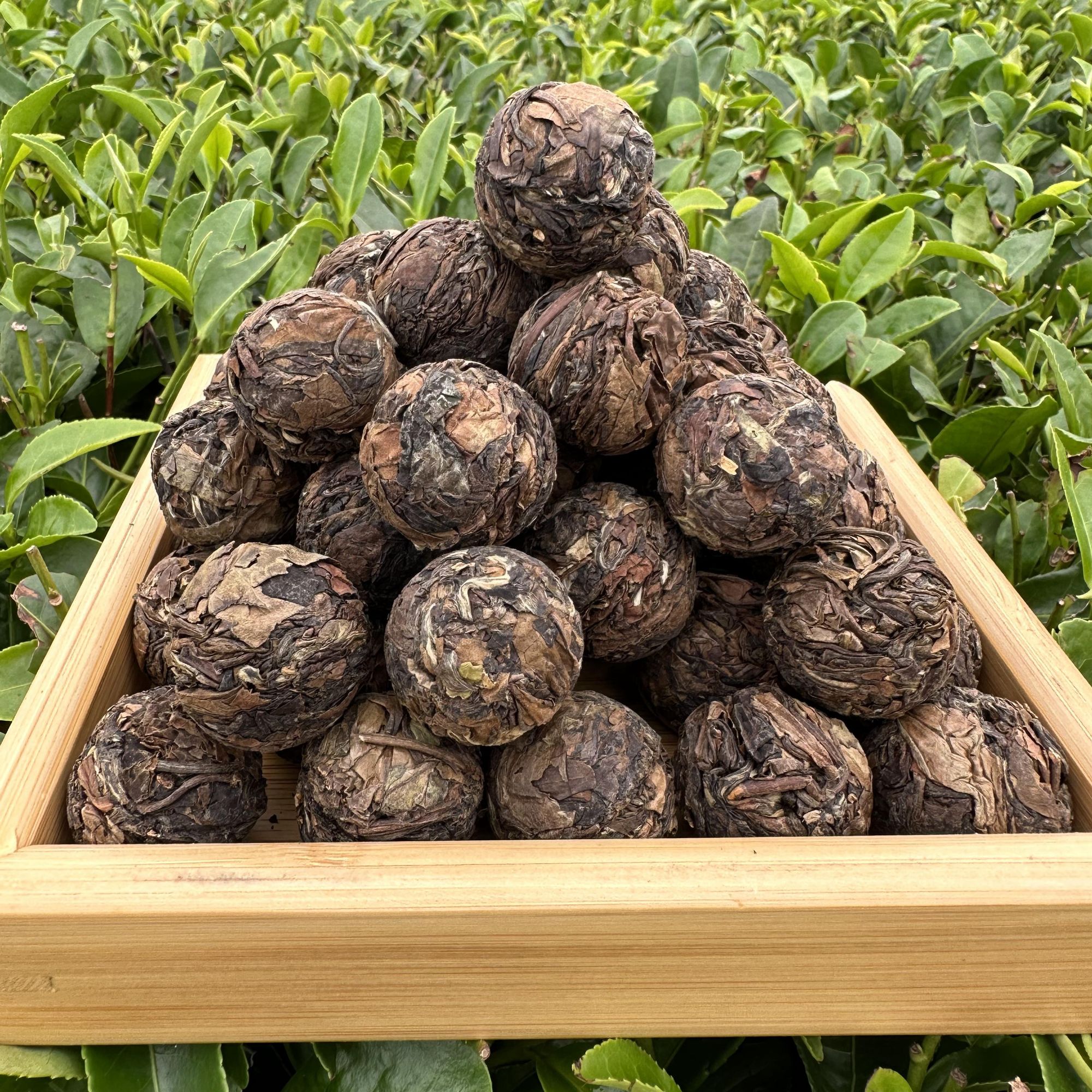 【秋龙珠】福鼎白茶原产地2019年日晒秋寿眉龙珠