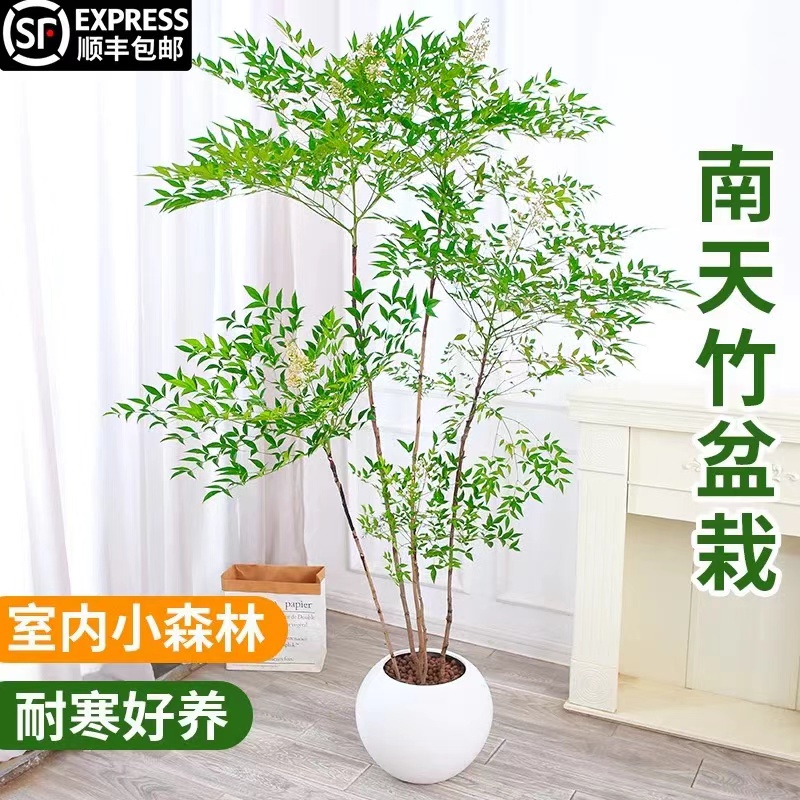 蓝天竹高端绿植盆栽