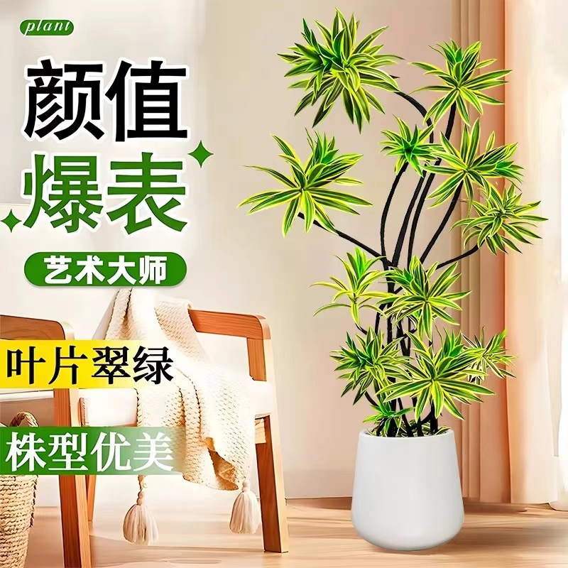 百合竹高档观叶绿植