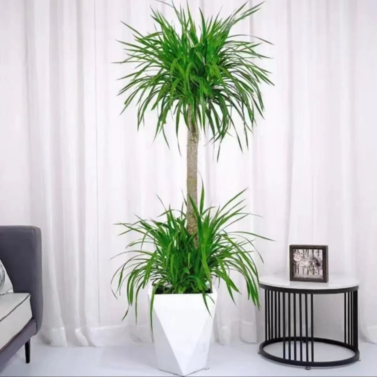 忆景创园【矮两层龙血树 艳子】龙血树办公室客厅绿植造型带土新鲜