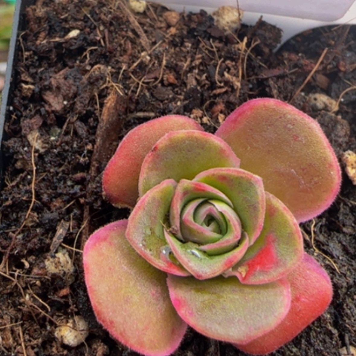 【闪购商品】琼瑶67