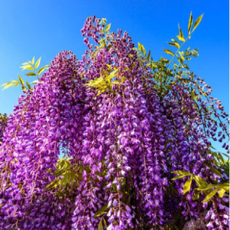 曼花卿紫藤花树苗爬藤植物庭院紫花四季开花盆栽地栽花卉