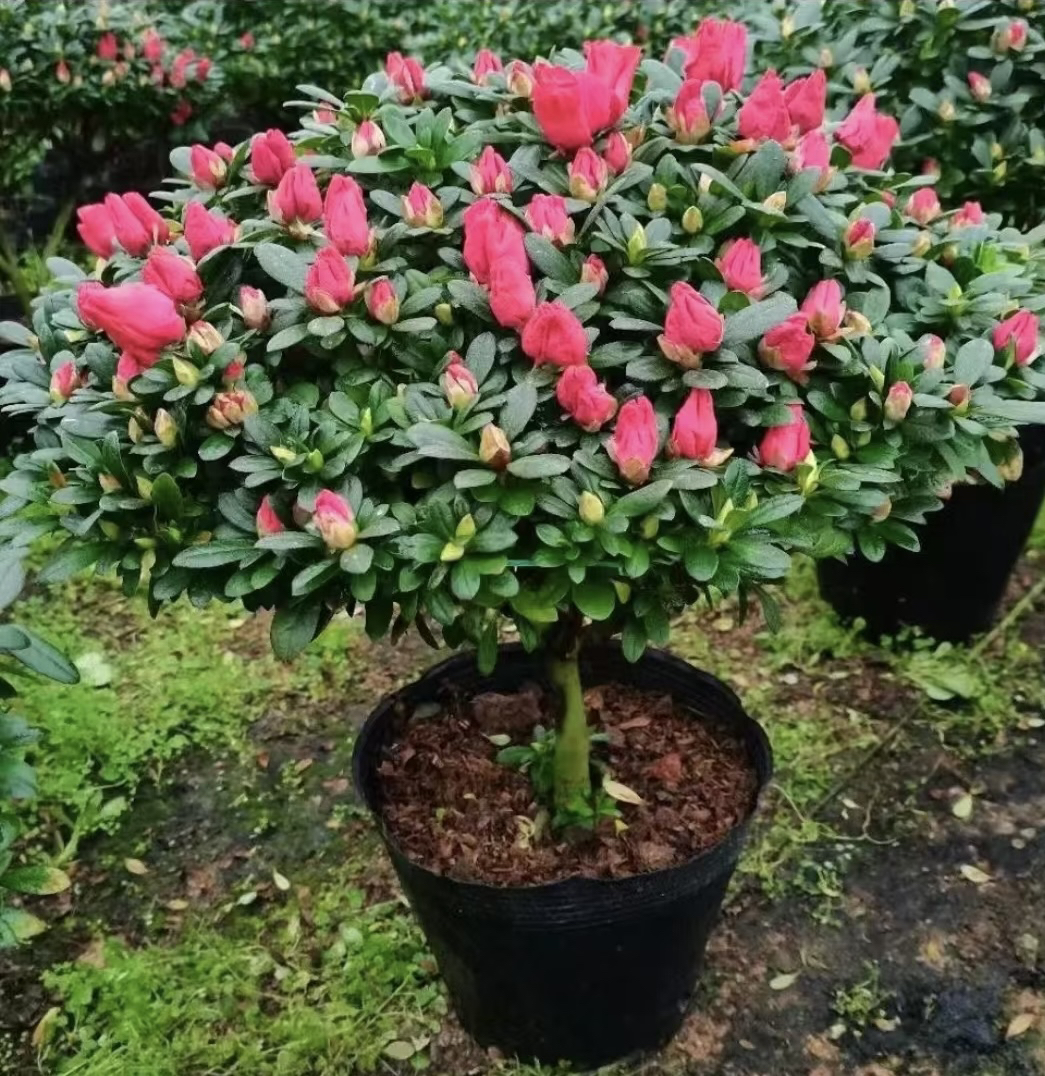 杜鹃花比利时杨梅红四季好养易活盆栽四季开花室内外地栽盆栽花卉
