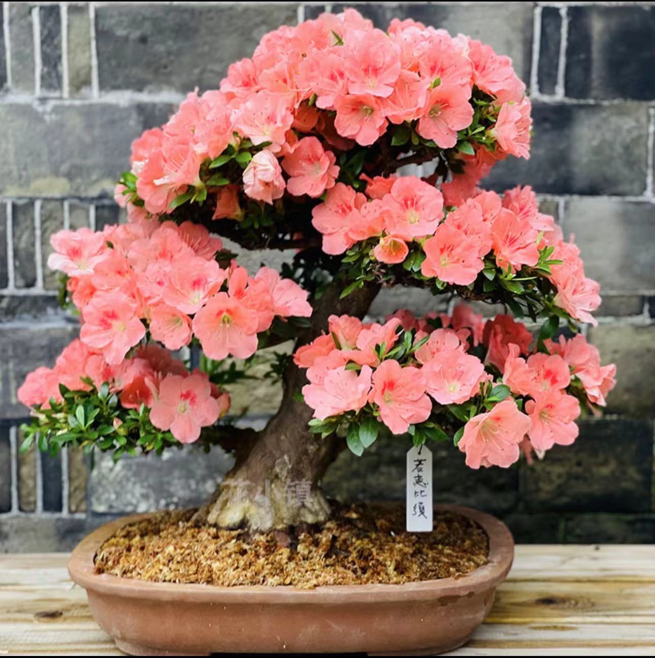 皋月杜鹃花自家基地直发品种多一树多色耐寒，耐热，室外室内易养活