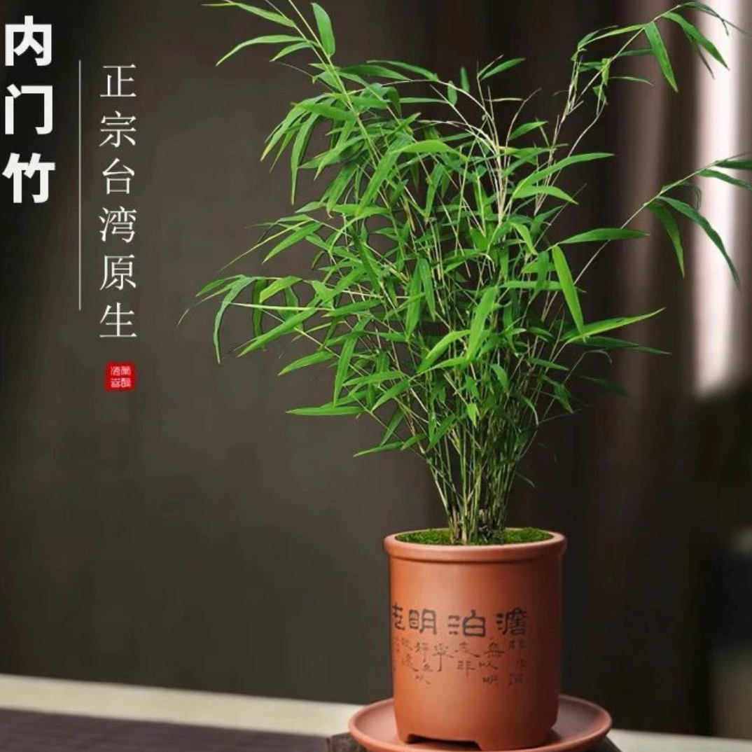 室内竹艺n内门竹盆栽自然风格家居装饰