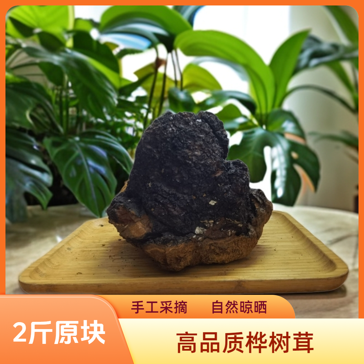 【2斤整块】天然桦树茸营养年份甄选精品桦褐孔菌1000g手工采摘