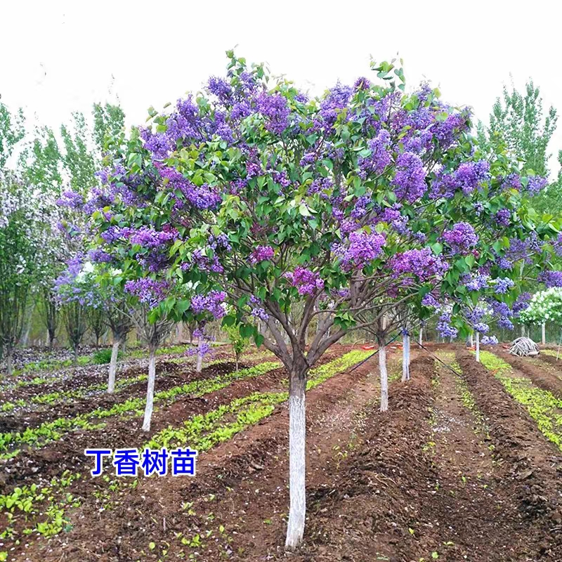 丁香花树苗紫丁香苗木庭院绿化别墅观赏植物北方种植地栽南方花苗
