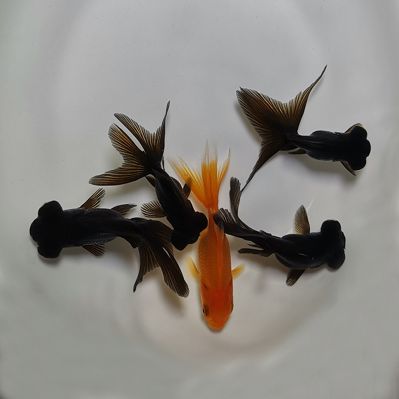 原塘直发金鱼观赏鱼顶百褶泰狮国狮元宝狮熊猫水泡珍珠兰寿