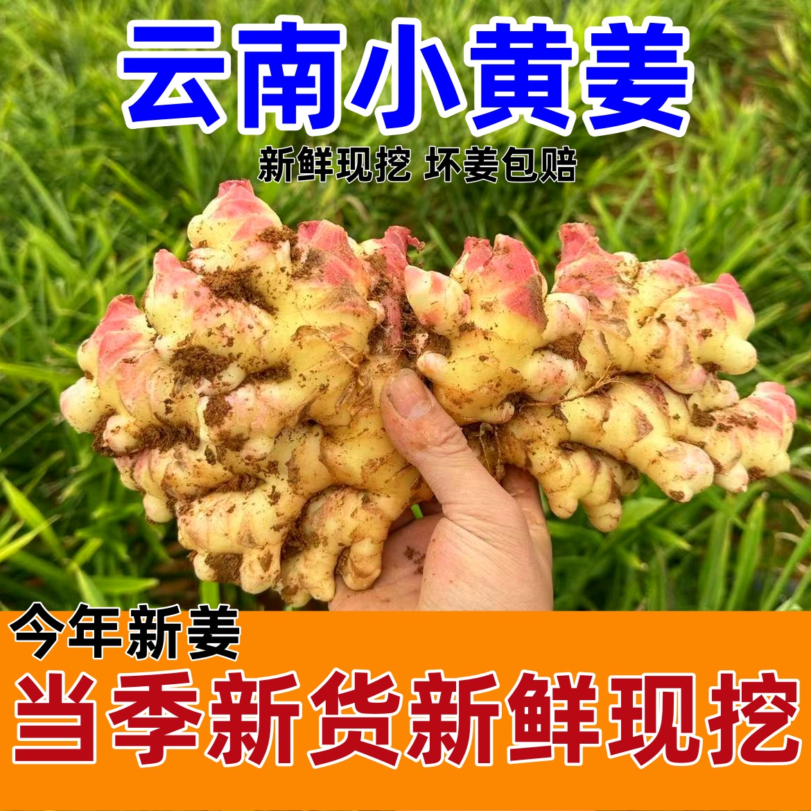 【直降】新鲜现挖发货正宗云南小黄姜嫩姜生姜仔姜山地成熟批发包邮