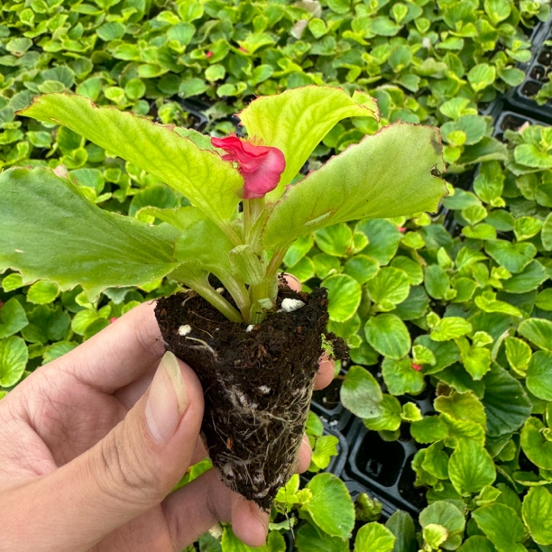 重瓣球球小苗 不一定带花苞【介意小勿拍】【只包开箱】