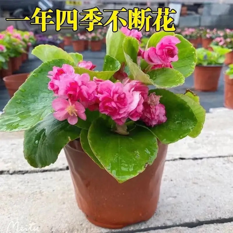 绿叶粉球  重瓣球球四季海棠植物阳台庭院大花室内花卉耐寒海棠花