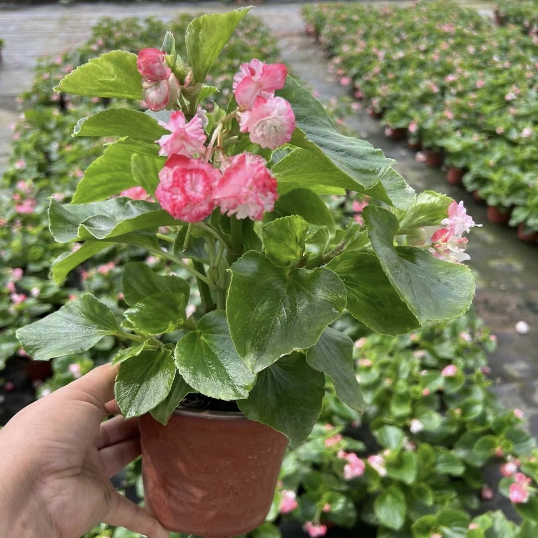 绿叶复色  重瓣球球四季海棠植物阳台庭院大花室内花卉耐寒海棠花