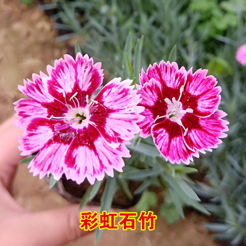 【彩虹石竹】矮生宿根多年生常绿四季开花花海庭院别墅绿化小院复色
