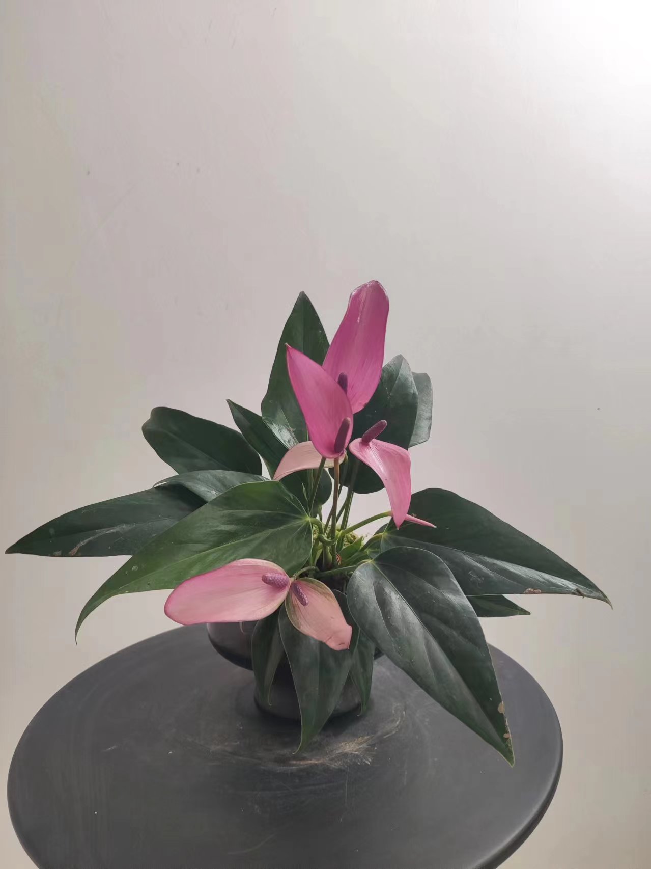 （紫掌香妃）带主图盆-花烛内小植物室内客厅净化空气吸甲醛