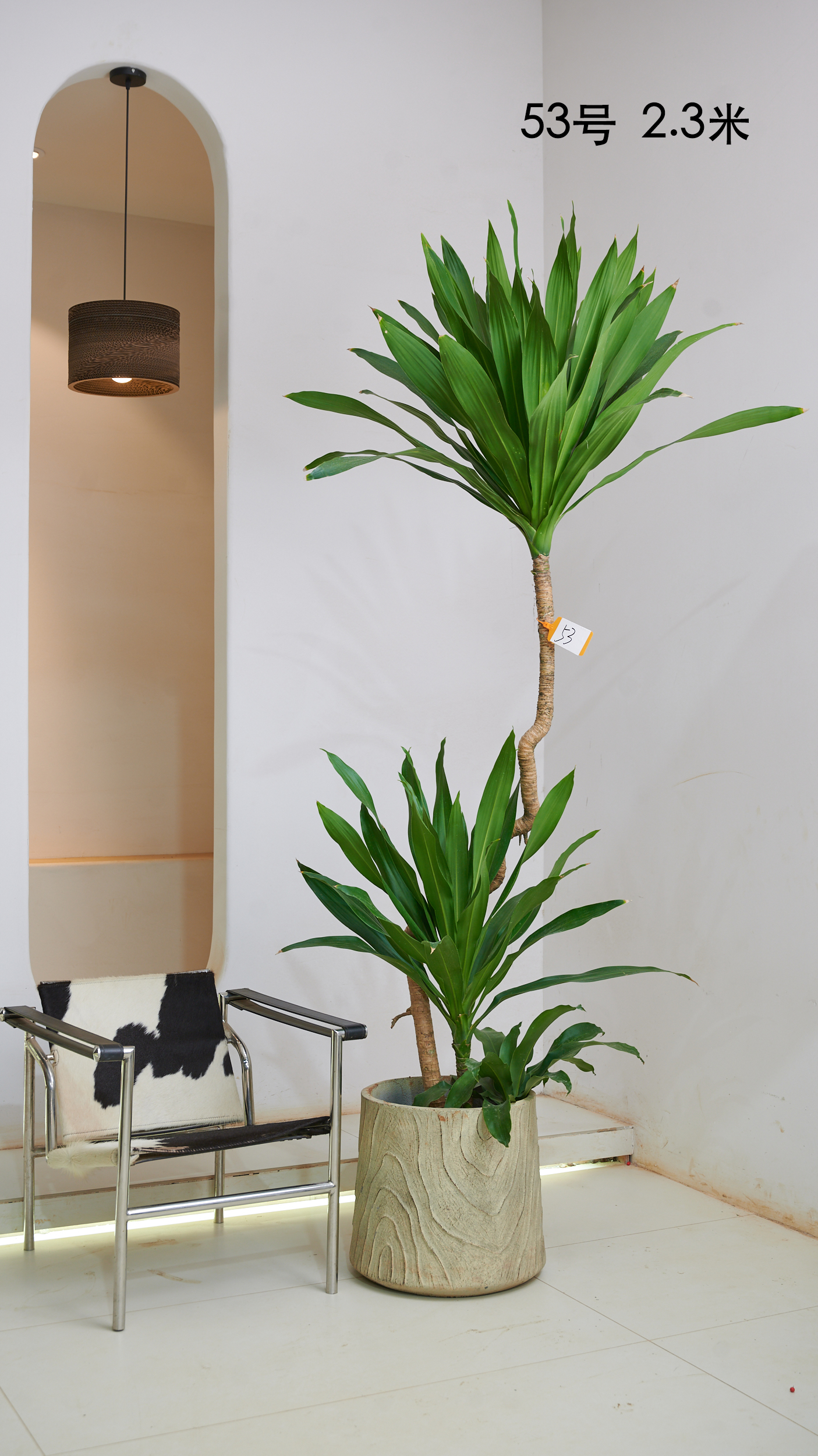 孤品仅此一颗 音乐喷泉荷花铁四季常青造型绿植室内耐阴植物