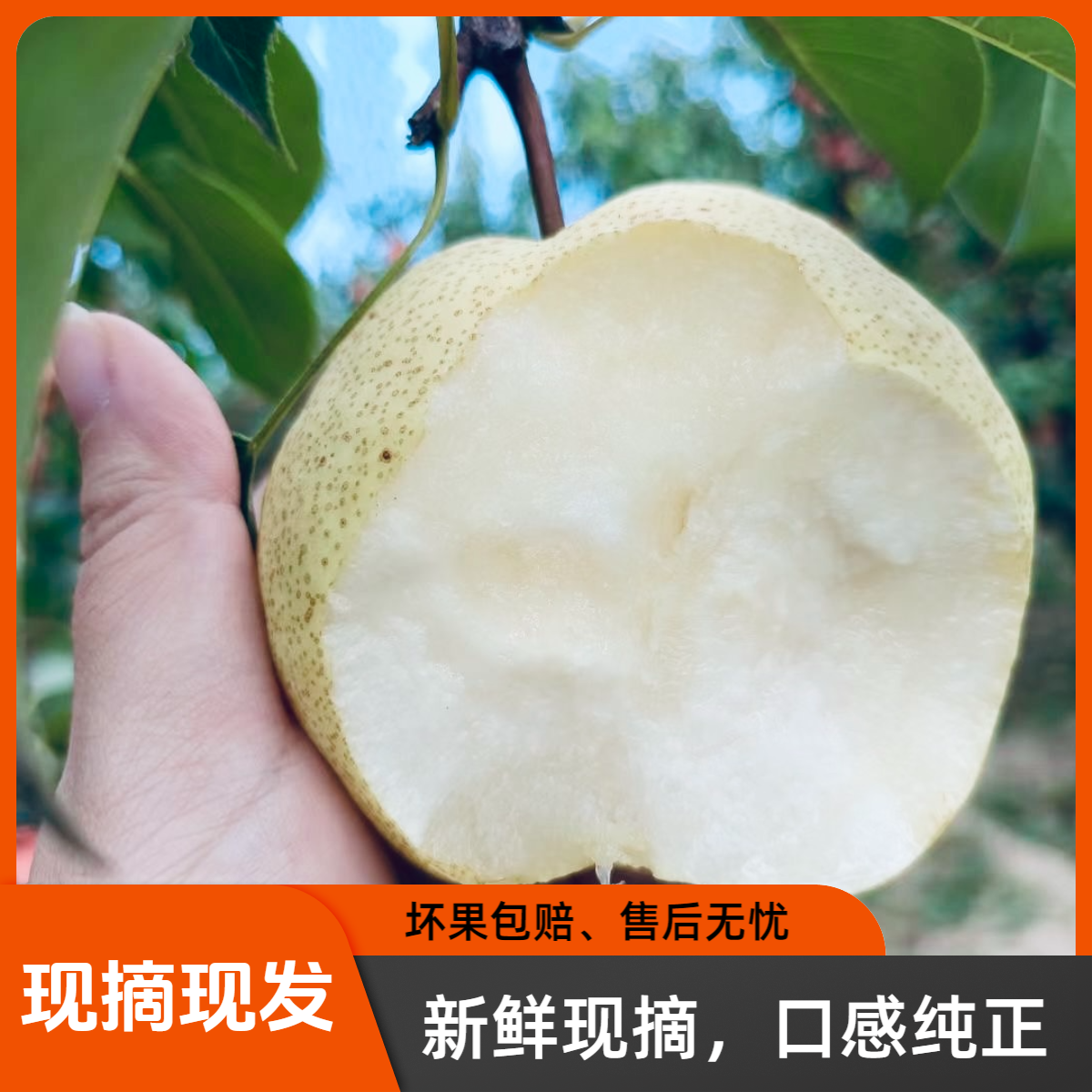 【现摘现发】山西贡梨皮薄汁多脆甜净重8.5斤襄垣酥梨坏果包赔